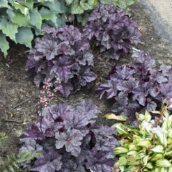 Dolce® 'Frosted Berry' Coral Bells 8 Dolce® 'Frosted Berry' Coral Bells -Garden Plants Store 654 Dolce Frosted Berry Heuchera 3