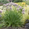 'Bubble Bath' Allium 2 'Bubble Bath' Allium -Garden Plants Store 658 Bubble Bath Allium 1