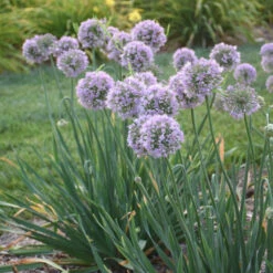 'Bubble Bath' Allium 9 'Bubble Bath' Allium -Garden Plants Store 658 Bubble Bath Allium 2
