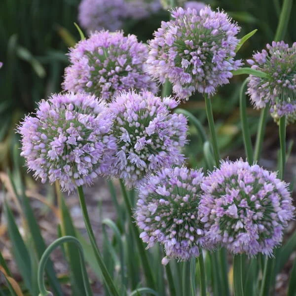 'Bubble Bath' Allium 5 'Bubble Bath' Allium - Image 3