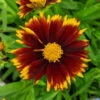 Uptick™ Red Tickseed -Garden Plants Store 660 Uptick Red Tickseed