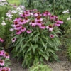 Color Coded® 'The Fuchsia Is Bright' Coneflower -Garden Plants Store 661 Color Coded The Fuchsia Is Bright Coneflower 1