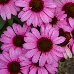 Color Coded® 'The Fuchsia Is Bright' Coneflower -Garden Plants Store 661 Color Coded The Fuchsia Is Bright Coneflower 3