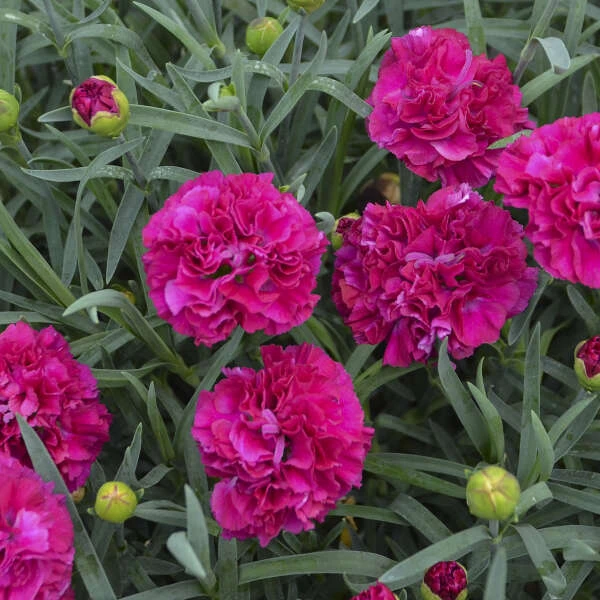 Fruit Punch® 'Funky Fuchsia' Dianthus 4 Fruit Punch® 'Funky Fuchsia' Dianthus - Image 2