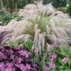 'Undaunted' Muhlygrass 1 'Undaunted' Muhlygrass -Garden Plants Store 665 Undaunted Muhlygrass 1
