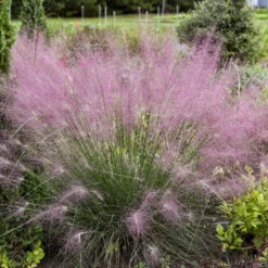 'Undaunted' Muhlygrass -Garden Plants Store 665 Undaunted Muhlygrass 2