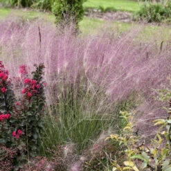 'Undaunted' Muhlygrass -Garden Plants Store 665 Undaunted Muhlygrass 3