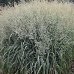 Prairie WindsĀ® 'Niagara Falls' Switchgrass