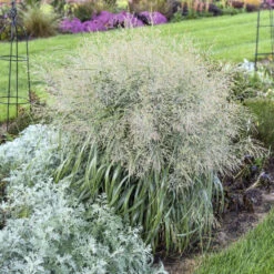 Prairie Winds® 'Niagara Falls' Switchgrass -Garden Plants Store 666 Prairie Winds Niagara Falls Switchgrass 3