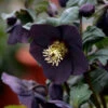Honeymoon® New York Night Lenten Rose -Garden Plants Store 668 Honeymoon New York Night Lenten Rose 1