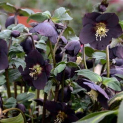 Honeymoon® New York Night Lenten Rose -Garden Plants Store 668 Honeymoon New York Night Lenten Rose 3