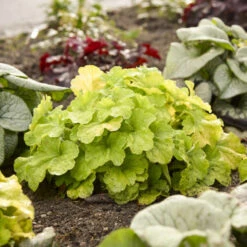 Primo® Pistachio Ambrosia Coral Bells -Garden Plants Store 669 Primo Pistachio Ambrosia Coral Bells 3