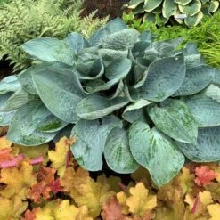 Shadowland® 'Above The Clouds' Hosta -Garden Plants Store 672 Shadowland Above The Clouds Hosta 3