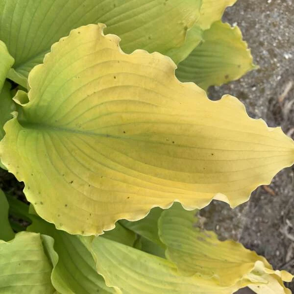 Shadowland® 'Echo The Sun' Hosta 4 Shadowland® 'Echo The Sun' Hosta - Image 2
