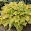 Shadowland® 'Echo The Sun' Hosta -Garden Plants Store 673 Shadowland Echo The Sun Hosta 2