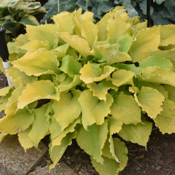Shadowland® 'Echo The Sun' Hosta 3 Shadowland® 'Echo The Sun' Hosta