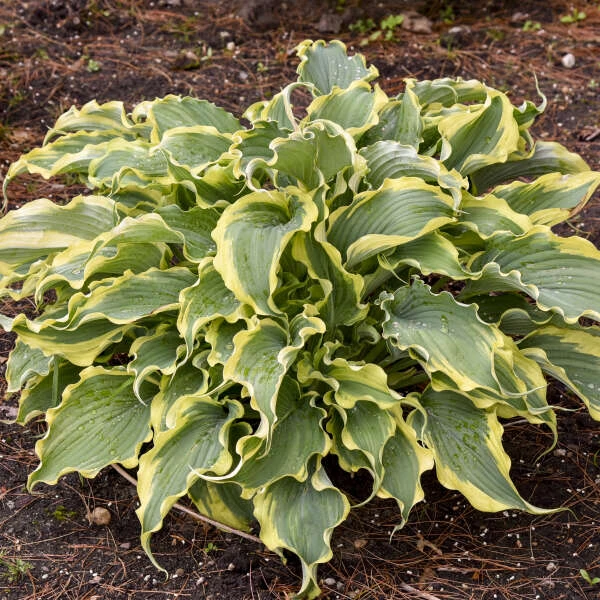 Shadowland® 'Voices In The Wind' Hosta 3 Shadowland® 'Voices In The Wind' Hosta