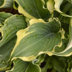 Shadowland® 'Voices In The Wind' Hosta 9 Shadowland® 'Voices In The Wind' Hosta -Garden Plants Store 675 Shadowland Voices In The Wind Hosta 3