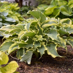 Shadowland® 'Voices In The Wind' Hosta 10 Shadowland® 'Voices In The Wind' Hosta -Garden Plants Store 675 Shadowland Voices In The Wind Hosta 4