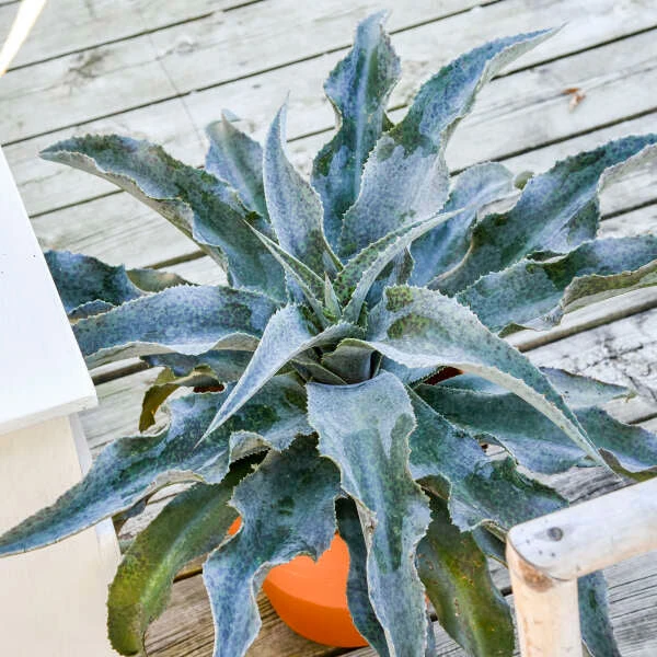 ART & SOL™ 'Catch A Wave' Mangave 3 ART & SOL™ 'Catch A Wave' Mangave