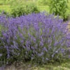 'Imperial Gem' Lavender -Garden Plants Store 677 Imperial Gem Lavender 1