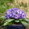 Bouquet Perfect™ 'Blue Ripples' Primrose 2 Bouquet Perfect™ 'Blue Ripples' Primrose -Garden Plants Store 67c8c999ce0f78987d15628365e8cf16