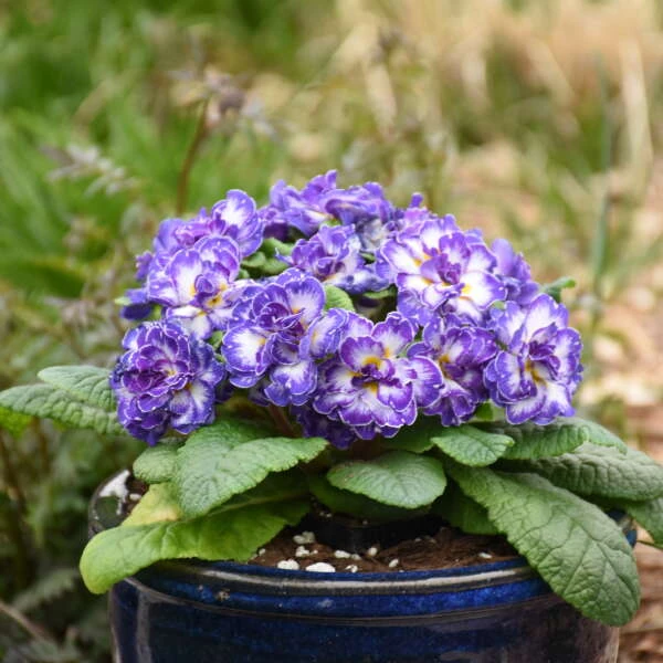 Bouquet Perfect™ 'Blue Ripples' Primrose 3 Bouquet Perfect™ 'Blue Ripples' Primrose