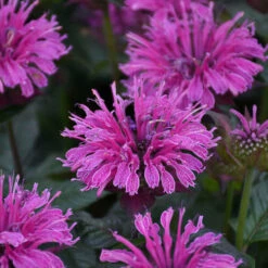 Upscale⢠'Lavender Taffeta' Bee Balm