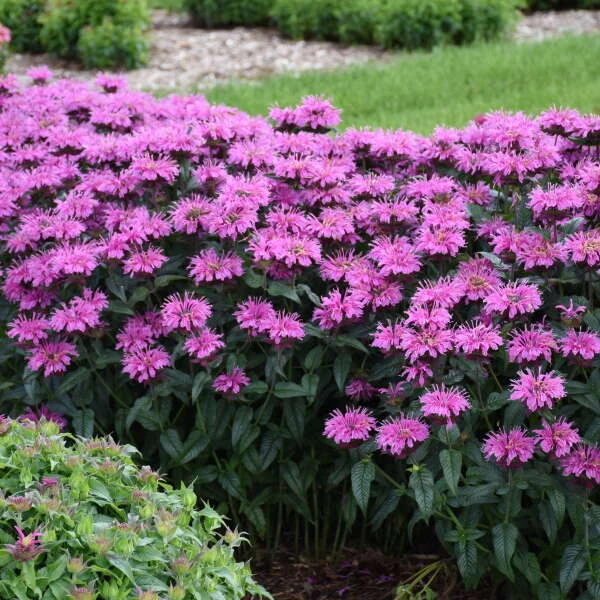 Upscale™ 'Lavender Taffeta' Bee Balm 4 Upscale™ 'Lavender Taffeta' Bee Balm - Image 2