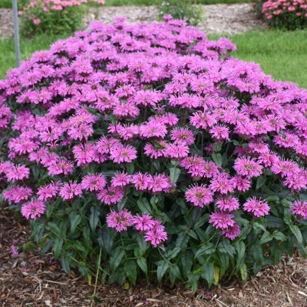 Upscale™ 'Lavender Taffeta' Bee Balm 5 Upscale™ 'Lavender Taffeta' Bee Balm - Image 3
