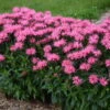 Upscale™ 'Pink Chenille' Bee Balm 1 Upscale™ 'Pink Chenille' Bee Balm -Garden Plants Store 681 Monarda Pink Chenille Bee Balm 1