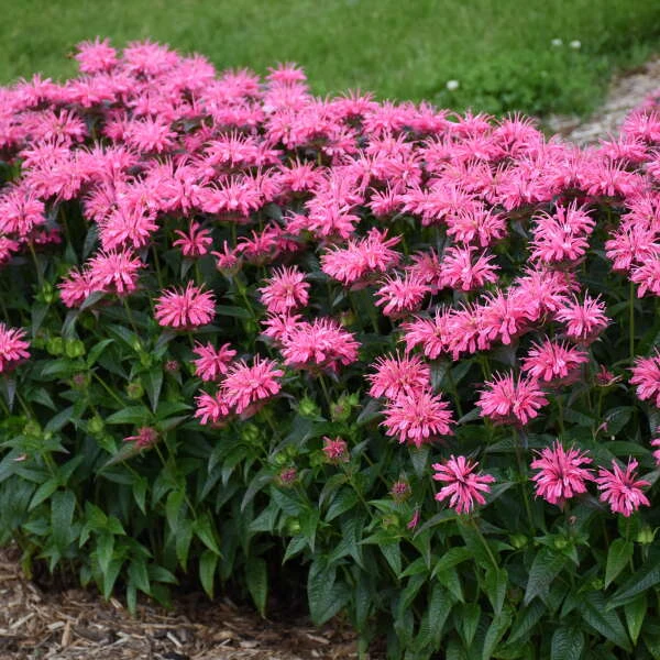 Upscale™ 'Pink Chenille' Bee Balm 3 Upscale™ 'Pink Chenille' Bee Balm