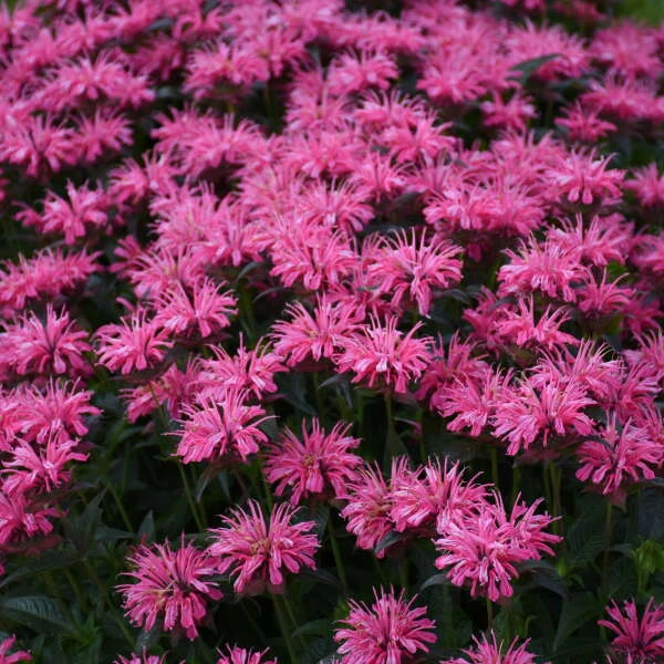 Upscale™ 'Pink Chenille' Bee Balm 5 Upscale™ 'Pink Chenille' Bee Balm - Image 3