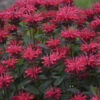 Upscale™ 'Red Velvet' Bee Balm 2 Upscale™ 'Red Velvet' Bee Balm -Garden Plants Store 682 Monarda Red Velvet 2