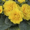 Prima Belarina® 'Spring Sun' Primrose -Garden Plants Store 683 Prima Belarina Spring Sun Primrose 1
