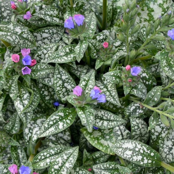 'Pink-a-Blue' Lungwort 4 'Pink-a-Blue' Lungwort - Image 2