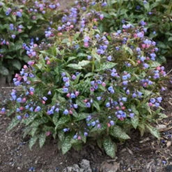 'Pink-a-Blue' Lungwort 8 'Pink-a-Blue' Lungwort -Garden Plants Store 684 Pink A Blue Lungwort 2