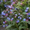 'Pink-a-Blue' Lungwort 2 'Pink-a-Blue' Lungwort -Garden Plants Store 684 Pink A Blue Lungwort 3