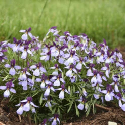 'Eco Artist Palette' Birdfoot Violet 7 'Eco Artist Palette' Birdfoot Violet -Garden Plants Store 686 Eco Artist Palette Perennial Violet 2