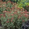 'Sassy Summer Sangria' Yarrow 2 'Sassy Summer Sangria' Yarrow -Garden Plants Store 687 Sassy Summer Sangria Yarrow 1