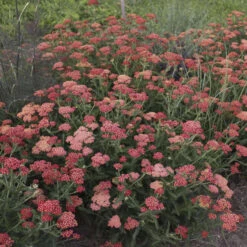 'Sassy Summer Sangria' Yarrow 7 'Sassy Summer Sangria' Yarrow -Garden Plants Store 687 Sassy Summer Sangria Yarrow 3
