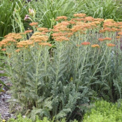 'Sassy Summer Sunset' Yarrow -Garden Plants Store 688 Sassy Summer Sunset Yarrow 1