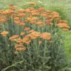 'Sassy Summer Sunset' Yarrow 1 'Sassy Summer Sunset' Yarrow -Garden Plants Store 688 Sassy Summer Sunset Yarrow 4