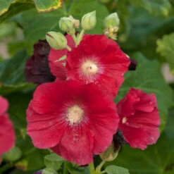 'Mars Magic' Hollyhock 7 'Mars Magic' Hollyhock -Garden Plants Store 694 Mars Magic Hollyhock 2