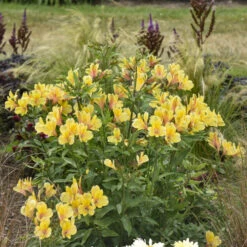 'Golden Tiara' Peruvian Lily (Alstroemeria) -Garden Plants Store 695 GoldenTiaraPeruvian Lily 1