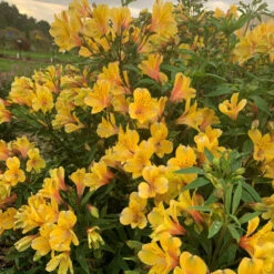 'Golden Tiara' Peruvian Lily (Alstroemeria)