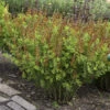 Decadence® 'Cherries Jubilee' False Indigo 1 Decadence® 'Cherries Jubilee' False Indigo -Garden Plants Store 697 Decadence Cherries Jubilee False Indigo 1