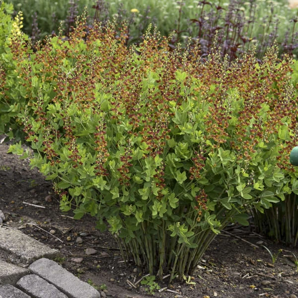 Decadence® 'Cherries Jubilee' False Indigo 3 Decadence® 'Cherries Jubilee' False Indigo
