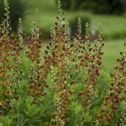 Decadence® 'Cherries Jubilee' False Indigo 11 Decadence® 'Cherries Jubilee' False Indigo -Garden Plants Store 697 Decadence Cherries Jubilee False Indigo 4