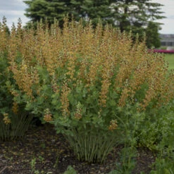 Decadence® 'Cherries Jubilee' False Indigo 12 Decadence® 'Cherries Jubilee' False Indigo -Garden Plants Store 697 Decadence Cherries Jubilee False Indigo 5